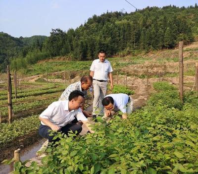 省林業局林木種苗管理站站長宋自力一行來我市調研林木良種基地建設