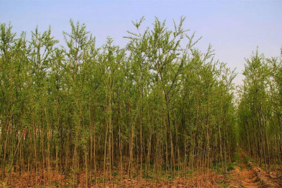 如何辦理林木營業執照?