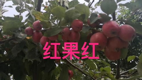 貌似山楂的紅果子最好不要使用,是一種觀賞樹木