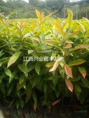 地徑0.7公分高80-1米木荷杯苗地苗