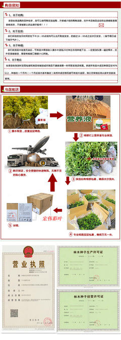 江西宏偉彩葉苗圃黃桃樹苗 果樹苗 嫁接桃樹苗 新品種桃樹苗黃桃樹苗黃桃樹苗