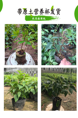 軟棗獼猴桃苗樹南北方種植軟棗子盆栽地栽龍城二號營養杯批發包郵