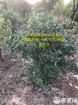 [花石榴苗批發(fā)]花石榴 價格85元/株