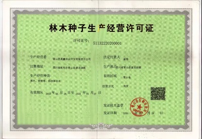 南充佛手苗 佛手嫁接苗 基地直供 中藥材種植基地 昊鑫農(nóng)業(yè)