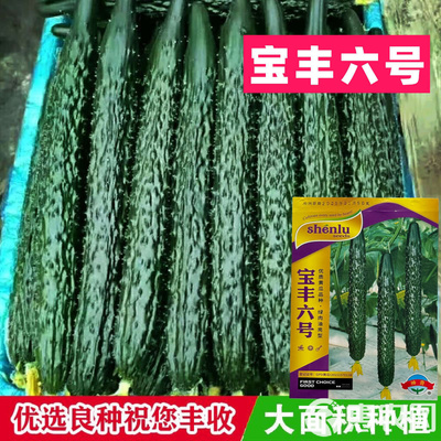 寶豐六號黃瓜種子瓜碼密柄短耐熱耐旱綠肉油亮