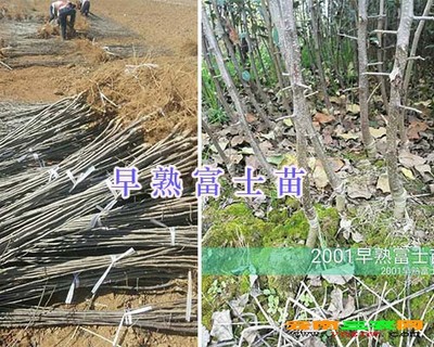 云南華碩蘋果苗?昭通青香蕉蘋果苗批發(fā)-15125404188