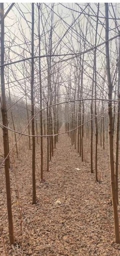 普蘭店綠化苗圃出售紫葉稠李