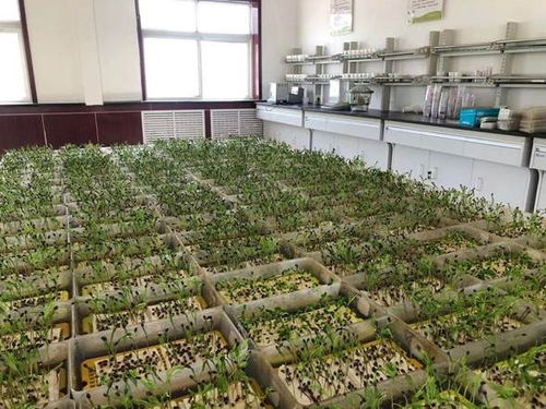 市林木種苗工作站完成2021年度飛播造林種子檢驗任務