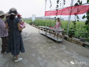 臺兒莊區林業局開展 打擊假劣種苗和侵犯植物新品種權 宣傳活動