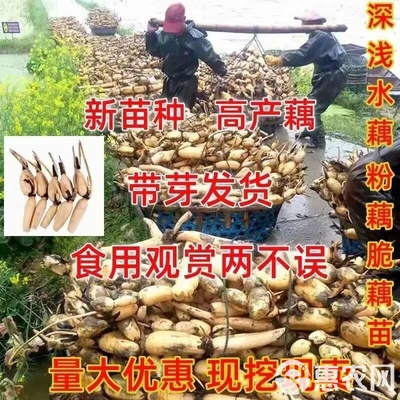 食用藕苗食用蓮藕種苗盆栽池塘藕苗荷花蓮藕種苗水培植物藕苗量大