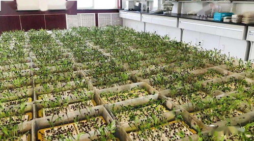 市林木種苗工作站完成2021年度飛播造林種子檢驗任務