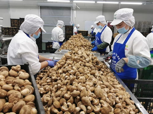 守護舌尖上的安全 寶山食品生產企業開展自律互查活動