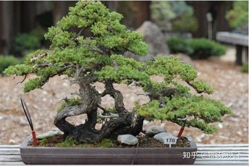 盆景是什么意思 常見的盆景種類都有哪些