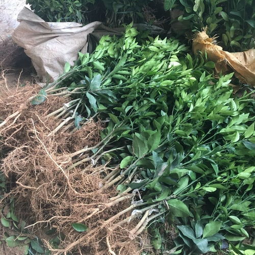沃柑樹苗廣東廣西正宗無核沃橘苗嫁接橘子苗柑桔武鳴果苗包郵