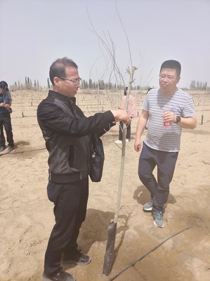 新疆生產建設兵團2022年林木種苗質量 抽查工作圓滿結束