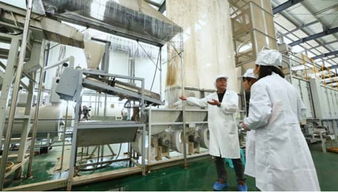 歐標抹茶 探訪 世界抹茶超級工廠 是一種什么體驗