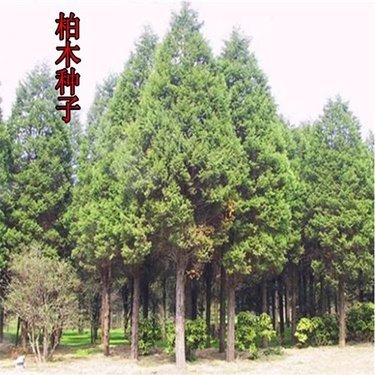 苗木生產許可證 林木種子生產經營許可證