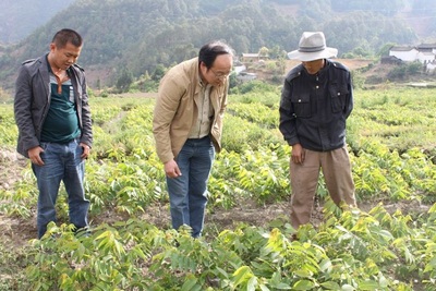 方向京深入瀘水縣調研林木種苗發展情況