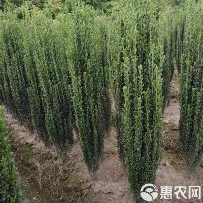 高端綠植直立冬青庭院造景種植小葉冬青朝天筆圍墻綠籬四季長青