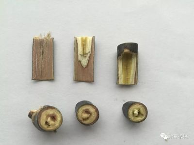 關于《中華人民共和國種子法》