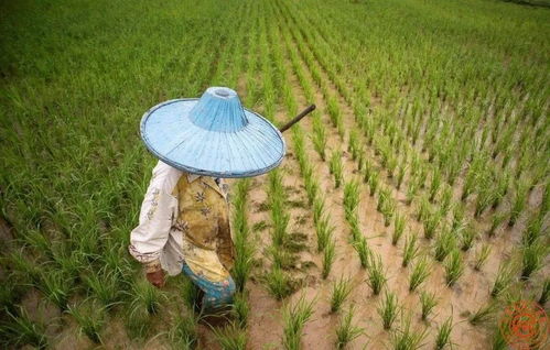 未來,這種農(nóng)業(yè)生產(chǎn)經(jīng)營形式仍是主流 三農(nóng)專家教 小農(nóng)戶 對接 大市場
