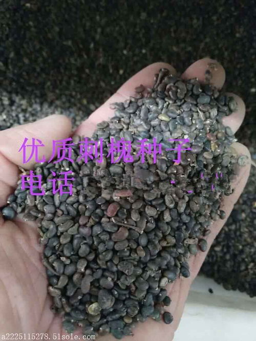 批發林木種子刺槐種子價格便宜