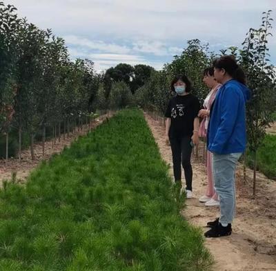 市林種苗站到涿鹿檢查林木種子生產經營執法工作