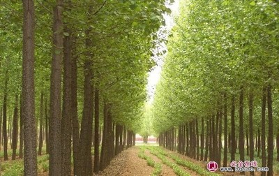 青海開展2022年全省林木種苗質量抽查