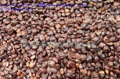 新樂昌含笑種子是什么價(jià)格?