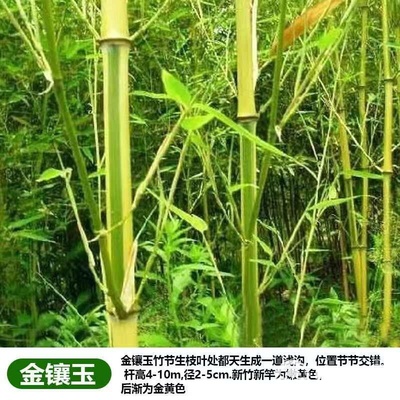 竹子苗庭院植物紫竹金鑲玉羅漢竹北方耐寒四季常青大型地栽青竹苗