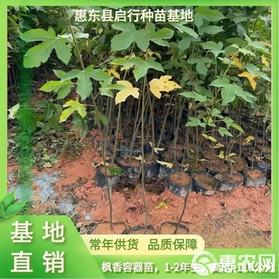 廣東省惠州市惠東縣 楓香苗 林木種子生產(chǎn)經(jīng)營許可證 精品苗木