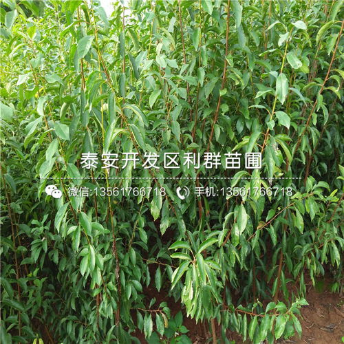 【新品種意大利早紅大櫻桃苗批發價格】- 