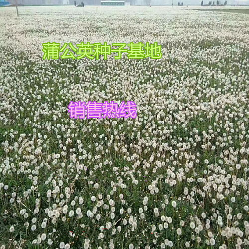 儋州銷售蒲公英種子店