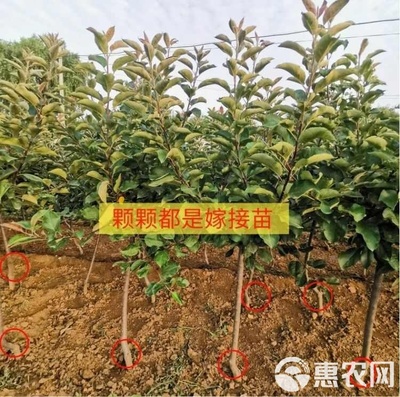 嫁接秦脆蘋果樹苗晚熟很大紅富士新品種蘋果樹南北方種植果苗地栽