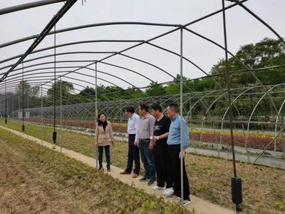 市林業局來我縣檢查林木種苗工作