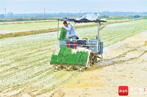 海南農墾企業推進農業現代化建設,提高農業生產智能化 經營網絡化水平