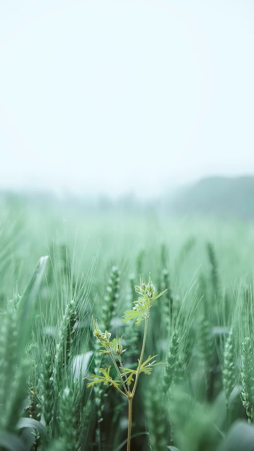 photoshop制作綠色主題的手機壁紙