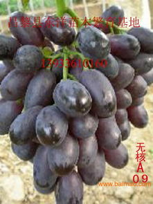 摩爾多瓦葡萄苗摩爾多瓦葡萄苗價格,摩爾多瓦葡萄苗摩爾多瓦葡萄苗價格生產(chǎn)廠家,摩爾多瓦葡萄苗摩爾多瓦葡萄苗價格價格