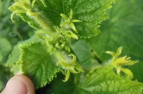 絕了 這里有25種瓜果蔬菜病害順口溜