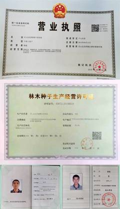 妃子笑荔枝嫁接苗、營養杯苗、高壓枝苗