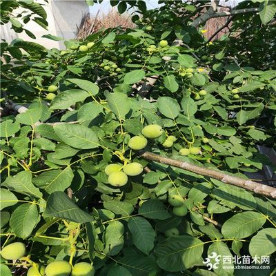 新品種核桃苗,核桃苗批發,求購優質核桃苗