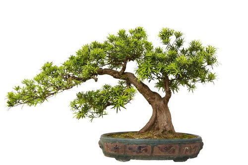 月季花不發新芽掉葉子