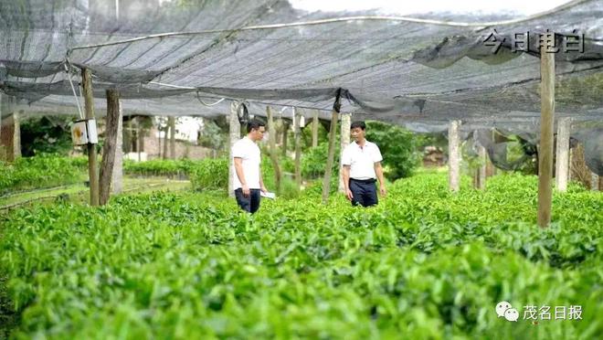 廣東首個奇楠沉香區(qū)域品牌培育標(biāo)準(zhǔn)化試點項目落戶電白