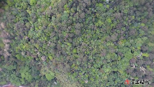 梅州蕉嶺一處種質資源庫入選 第三批省級林木種苗基地名單公布