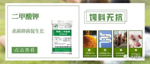 飼用有機酸怎么選 飼料企業(yè) 養(yǎng)殖企業(yè)需了解
